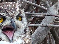 Birds of prey
